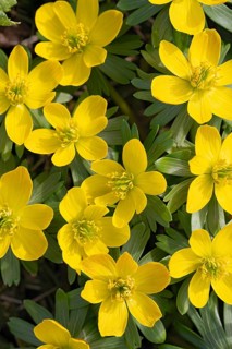Winter aconite (Eranthis hyemalis), Schwaz, Tyrol, Austria
