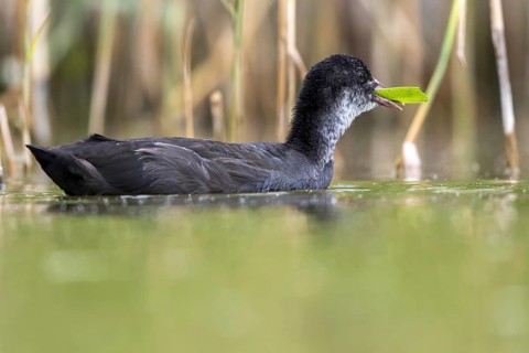 Eurasian Coot (Fulica atra) juvenile eating reeds, Mecklenburg-Western Pomerania, Germany