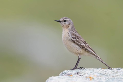 Water Pipit - Bergpieper - Anthus spinoletta ssp. blakistoni, Kazakhstan, adult