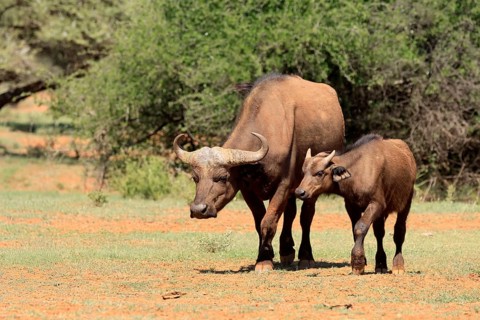 Cape buffalo (Syncerus caffer), adult, female, mother, young animal, foraging, Mokala National