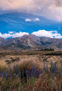 Dramatic cloudscape, mountain landscape and tussock grass, blue flowering viper's bugloss (Echium