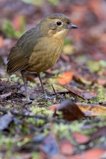 Tawny Antpitta (Grallaria quitensis) feeding on the forest floor in Colombia, South America