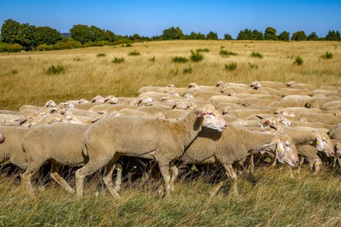 Schleiden, North Rhine-Westphalia, Germany — Eifel National Park. Herds of sheep on the Dreiborn