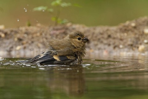 Eurasian Bullfinch (Pyrrhula pyrrhula) juvenile bathing, Utrecht, Netherlands