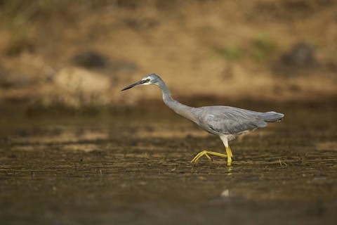 White-faced Heron (Egretta novaehollandiae) foraging, Queensland, Australia