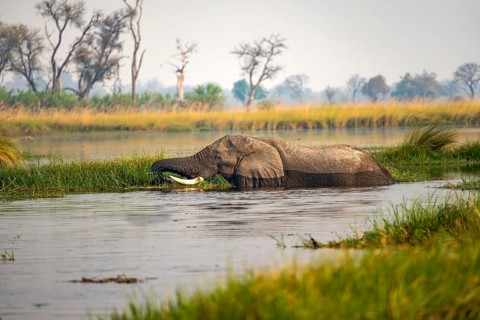African elephant (Loxodonta africana) swimming in the swamp, grazing, Xakanaxa Lagoon, Okavango
