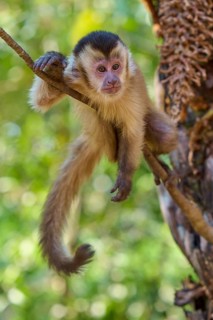 A watchful looking capuchin monkey hangs on a branch in the lush greenery, Capuchin monkey (Sapajus
