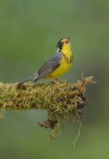 Canada Warbler (Cardellina canadensis) male singing from a mossy branch, Minnesota, USA
