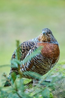 Western capercaillie (Tetrao urogallus) female (hen) standing on the ground at the edge of a foest,