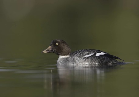 Common Goldeneye (Bucephala clangula) female, California, USA