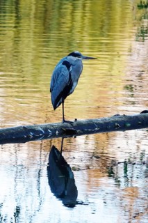 Grey heron at a lake, November, Germany