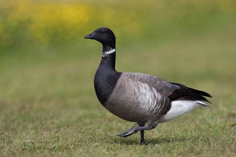 Brant Goose (Branta bernicla), Texel, Netherlands