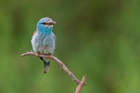 Roller, Almond Crow, (Coracias garrulus), animals, birds, raptors, raptor family, perch, biotope,