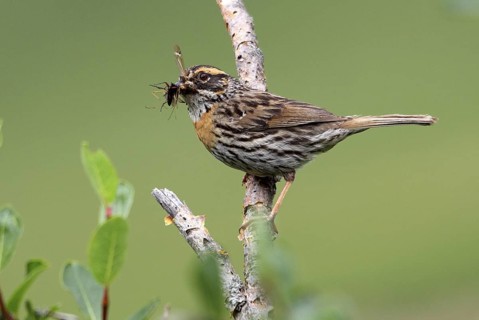 Rufous-breasted Accentor (Prunella strophiata) with insects in beak, Qinghai, China