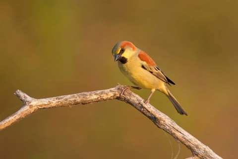 Plain-backed Sparrow (Passer flaveolus) male perched on a branch, Phetchaburi, Thailand