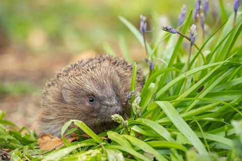 European hedgehog (Erinaceus europaeus) adult animal in a garden with Bluebell flowers in spring,