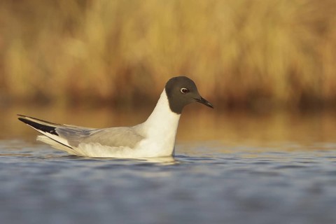 Bonaparte's Gull (Chroicocephalus philadelphia), Manitoba, Canada