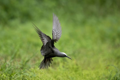 Black Noddy (Anous minutus) flying, Norfolk Island, Australia