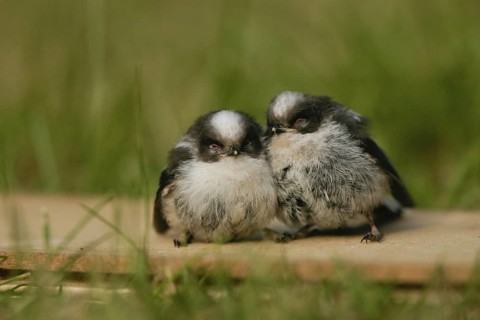 Long-tailed Tit (Aegithalos caudatus) juvenile, Lower Saxony, Germany