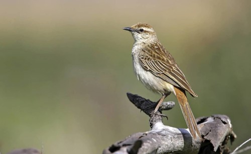 Rufous Songlark (Megalurus mathewsi), Victoria, Australia