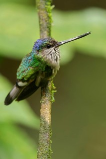 Tooth-billed Hummingbird (Androdon aequatorialis) perched on a branch in the Andes mountains of