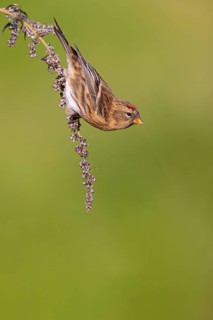 Alpine siskin (Acanthis flammea), Heligoland, Schleswig-Holstein, Federal Republic of Germany