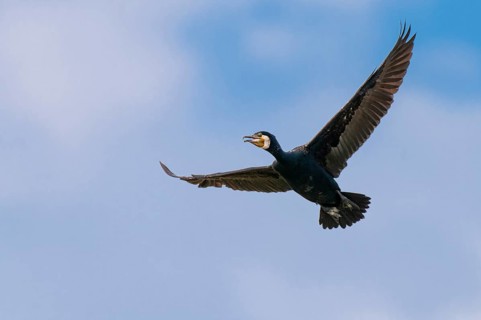 Cormorant (Phalacrocorax carbo) in flight, Stralsund, Mecklenburg-Western Pomerania, Germany