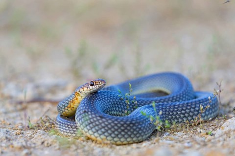 Balkan jumping snake, (Dolichophis caspius), Hierophis caspius, Caspian jumping snake, Caspian
