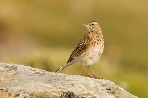 Australian Pipit (Anthus australis), Victoria, Australia