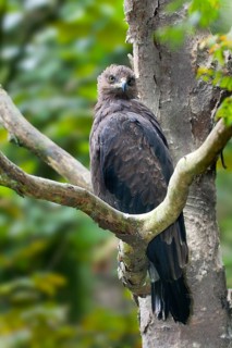 Lesser Spotted Eagle (Clanga pomarina), Mecklenburg-Western Pomerania, Germany