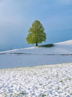Solitary tree, lime tree (Tilia), standing on a snow-covered hill during leaf emergence, Neuheim,