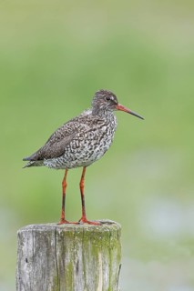 Redshank (Tringa totanus) standing on a pasture fence post, snipe bird, spring, wildlife, Hüde,