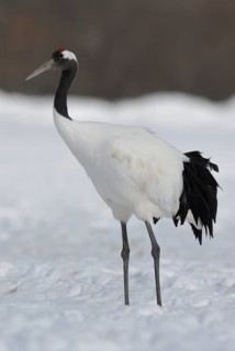 Red-crowned Crane (Grus japonensis), Hokkaido, Japan