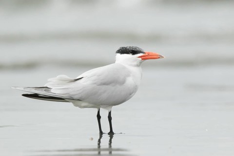 Caspian Tern (Hydroprogne caspia), Gambia
