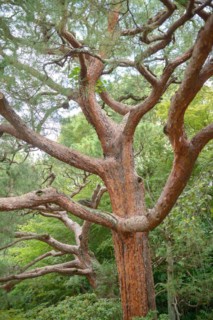Japanese red pine (Pinus densiflora), Super Rindo Forest Road, Kyoto, Honshu, Japan