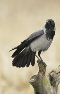Hooded Crow (Corvus cornix), Mecklenburg-Western Pomerania, Germany