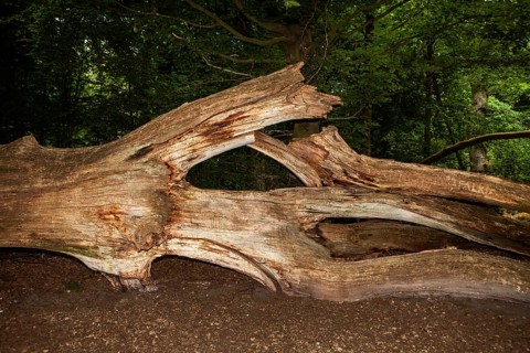 Old rotten oak tree, Primeval forest Urwald Sababurg, Hofgeismar, Weser Uplands, Weserbergland,