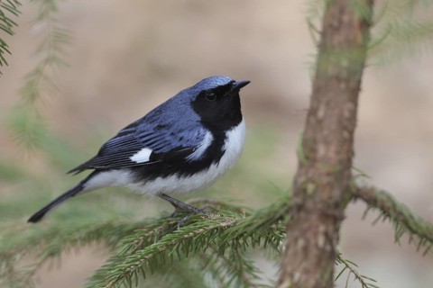 Black-throated Blue Warbler (Setophaga caerulescens), West Virginia, USA