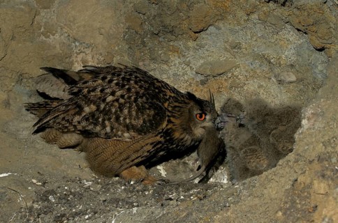 Aves