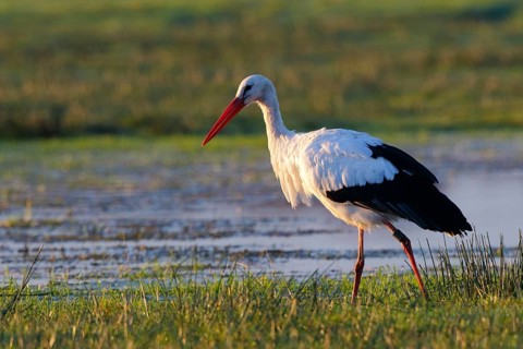 White Stork (Ciconia ciconia) foraging, North Rhine-Westphalia, Germany