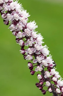 Silver primrose (Actaea simplex 'Chocoholic')