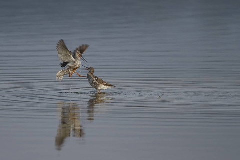 Spotted Redshank (Tringa erythropus) wrangling, Spain