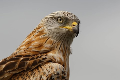 Red Kite (Milvus milvus), portrait, Castile and Leon, Spain