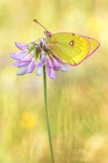 Der Alpen-Gelbling (Colias phicomone) auch Grünlicher Heufalter genannt