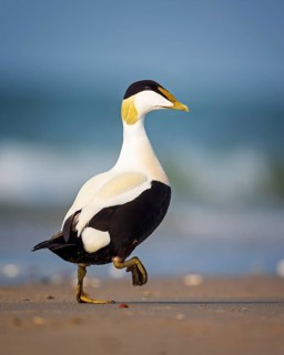 Common Eider (Somateria mollissima) male, Schleswig-Holstein, Germany