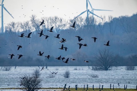 Bislicher Insel, nature reserve on the Rhine, Altrheinarm, near Xanten, Lower Rhine, Wesel