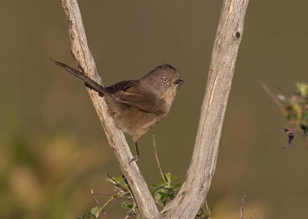 Wrentit (Chamaea fasciata), California, USA