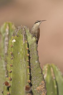 Narrow-billed Woodcreeper (Lepidocolaptes angustirostris) perched on a cactus in Bolivia, South
