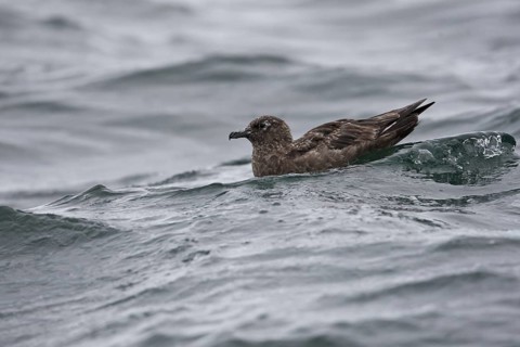 Great Skua (Stercorarius skua), North Sea, Germany