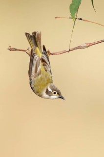 Brown-headed Honeyeater (Melithreptus brevirostris), Victoria, Australia
